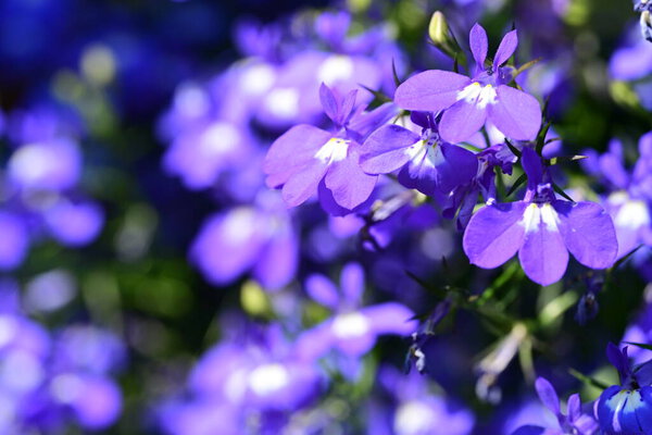 Закрытый вид на красивые цветы в летнем саду, задний план концепции природы