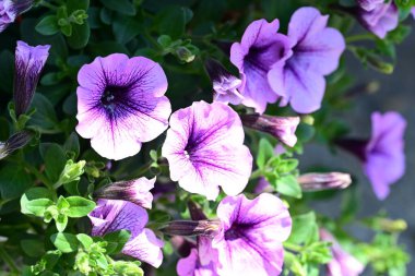Yaz bahçesindeki güzel çiçeklerin yakın çekim görüntüsü, doğa kavramı gerici.