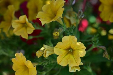 Yaz bahçesindeki güzel çiçeklerin yakın çekim görüntüsü, doğa kavramı gerici.