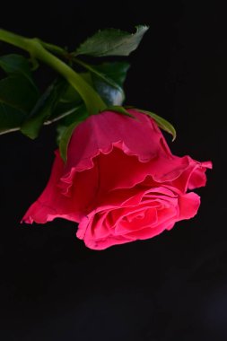 Siyah stüdyo arka planında izole edilmiş güzel çiçeğin yakın görüntüsü, doğa konsepti.