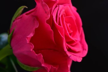 Siyah stüdyo arka planında izole edilmiş güzel çiçeğin yakın görüntüsü, doğa konsepti.