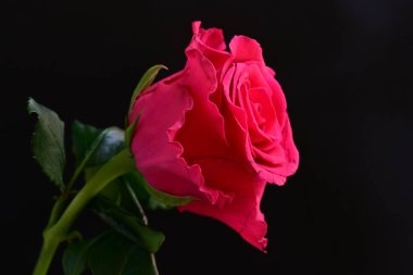 Siyah stüdyo arka planında izole edilmiş güzel çiçeğin yakın görüntüsü, doğa konsepti.