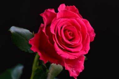 Siyah stüdyo arka planında izole edilmiş güzel çiçeğin yakın görüntüsü, doğa konsepti.