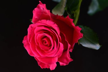 Siyah stüdyo arka planında izole edilmiş güzel çiçeğin yakın görüntüsü, doğa konsepti.