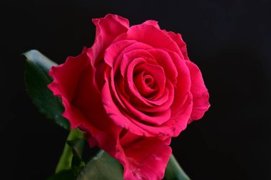 Siyah stüdyo arka planında izole edilmiş güzel çiçeğin yakın görüntüsü, doğa konsepti.