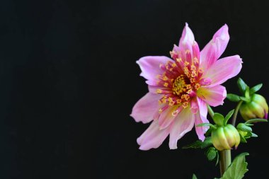 Siyah stüdyo arka planında izole edilmiş güzel çiçeklerin yakın görüntüsü, doğa konsepti