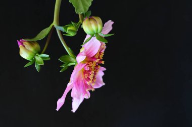 Siyah stüdyo arka planında izole edilmiş güzel çiçeklerin yakın görüntüsü, doğa konsepti