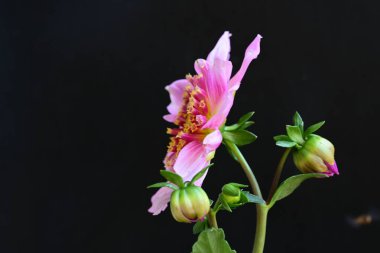 Siyah stüdyo arka planında izole edilmiş güzel çiçeklerin yakın görüntüsü, doğa konsepti