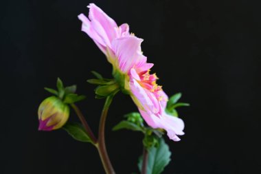 Siyah stüdyo arka planında izole edilmiş güzel çiçeklerin yakın görüntüsü, doğa konsepti