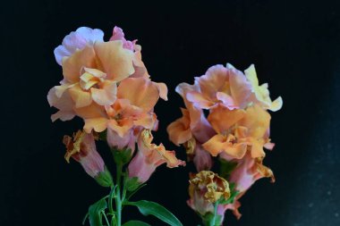 Siyah stüdyo arka planında izole edilmiş güzel çiçeklerin yakın görüntüsü, doğa konsepti