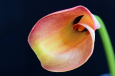 Siyah stüdyo arka planında izole edilmiş güzel çiçeklerin yakın görüntüsü, doğa konsepti