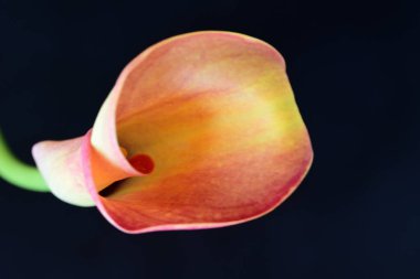 Siyah stüdyo arka planında izole edilmiş güzel çiçeklerin yakın görüntüsü, doğa konsepti