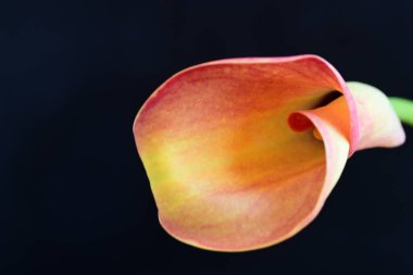 Siyah stüdyo arka planında izole edilmiş güzel çiçeklerin yakın görüntüsü, doğa konsepti