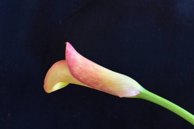 Siyah stüdyo arka planında izole edilmiş güzel çiçeklerin yakın görüntüsü, doğa konsepti