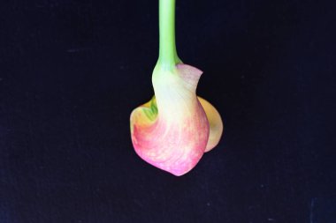 Siyah stüdyo arka planında izole edilmiş güzel çiçeklerin yakın görüntüsü, doğa konsepti