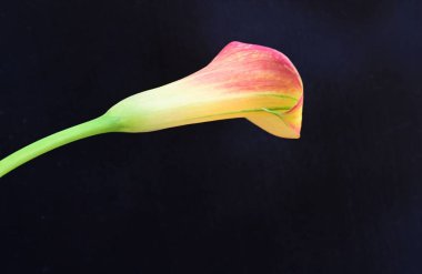 Siyah stüdyo arka planında izole edilmiş güzel çiçeklerin yakın görüntüsü, doğa konsepti