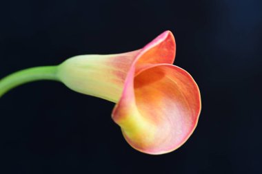 Siyah stüdyo arka planında izole edilmiş güzel çiçeklerin yakın görüntüsü, doğa konsepti