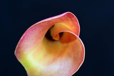 Siyah stüdyo arka planında izole edilmiş güzel çiçeklerin yakın görüntüsü, doğa konsepti