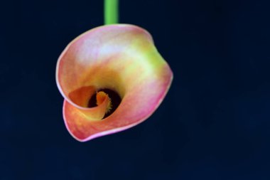 Siyah stüdyo arka planında izole edilmiş güzel çiçeğin yakın görüntüsü, doğa konsepti.