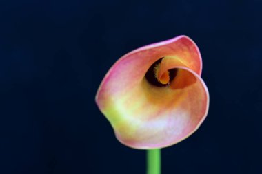 Siyah stüdyo arka planında izole edilmiş güzel çiçeklerin yakın görüntüsü, doğa konsepti