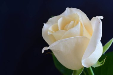 Siyah stüdyo arka planında izole edilmiş güzel çiçeklerin yakın görüntüsü, doğa konsepti