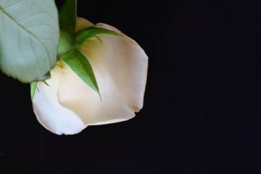 Siyah stüdyo arka planında izole edilmiş güzel çiçeklerin yakın görüntüsü, doğa konsepti