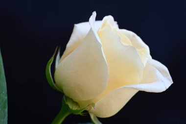 Siyah stüdyo arka planında izole edilmiş güzel çiçeklerin yakın görüntüsü, doğa konsepti