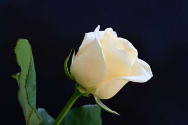 Siyah stüdyo arka planında izole edilmiş güzel çiçeklerin yakın görüntüsü, doğa konsepti