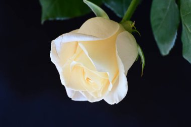 Siyah stüdyo arka planında izole edilmiş güzel çiçeklerin yakın görüntüsü, doğa konsepti