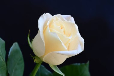 Siyah stüdyo arka planında izole edilmiş güzel çiçeklerin yakın görüntüsü, doğa konsepti