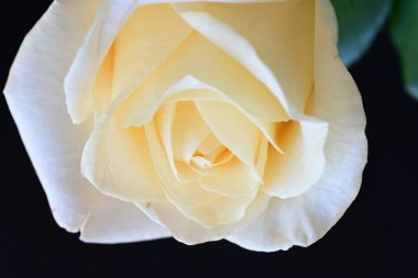 Siyah stüdyo arka planında izole edilmiş güzel çiçeklerin yakın görüntüsü, doğa konsepti