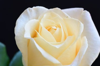 Siyah stüdyo arka planında izole edilmiş güzel çiçeklerin yakın görüntüsü, doğa konsepti