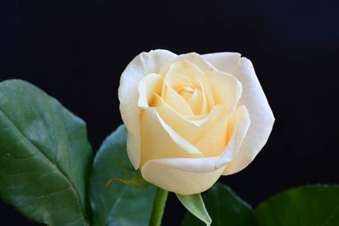 Siyah stüdyo arka planında izole edilmiş güzel çiçeklerin yakın görüntüsü, doğa konsepti