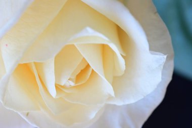 Siyah stüdyo arka planında izole edilmiş güzel çiçeklerin yakın görüntüsü, doğa konsepti