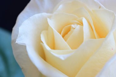 Siyah stüdyo arka planında izole edilmiş güzel çiçeklerin yakın görüntüsü, doğa konsepti