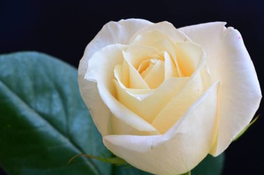 Siyah stüdyo arka planında izole edilmiş güzel çiçeklerin yakın görüntüsü, doğa konsepti