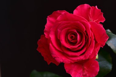 Siyah stüdyo arka planında izole edilmiş güzel çiçeklerin yakın görüntüsü, doğa konsepti