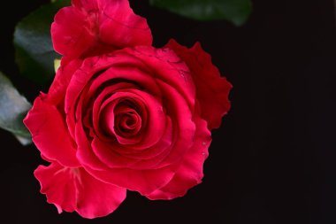 Siyah stüdyo arka planında izole edilmiş güzel çiçeklerin yakın görüntüsü, doğa konsepti