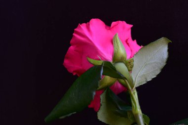 Siyah stüdyo arka planında izole edilmiş güzel çiçeklerin yakın görüntüsü, doğa konsepti