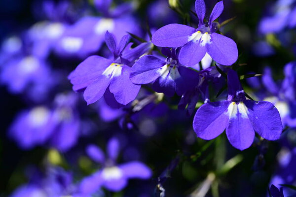 Закрытый вид на красивые цветы в летнем саду, задний план концепции природы