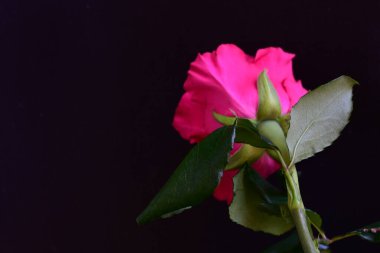 Siyah stüdyo arka planında izole edilmiş güzel çiçeklerin yakın görüntüsü, doğa konsepti