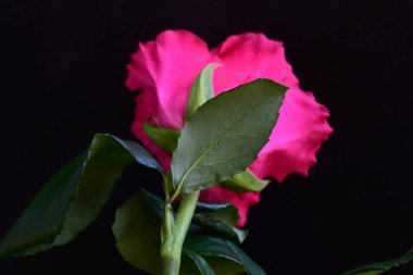 Siyah stüdyo arka planında izole edilmiş güzel çiçeklerin yakın görüntüsü, doğa konsepti