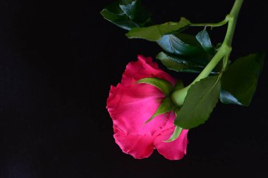 Siyah stüdyo arka planında izole edilmiş güzel çiçeklerin yakın görüntüsü, doğa konsepti