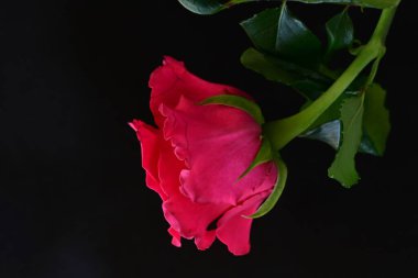 Siyah stüdyo arka planında izole edilmiş güzel çiçeklerin yakın görüntüsü, doğa konsepti