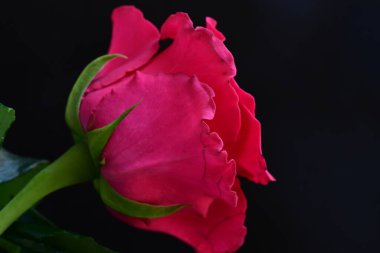 Siyah stüdyo arka planında izole edilmiş güzel çiçeklerin yakın görüntüsü, doğa konsepti