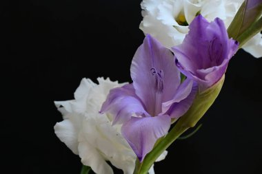 Siyah stüdyo arka planında izole edilmiş güzel çiçeklerin yakın görüntüsü, doğa konsepti