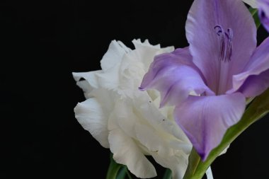 Siyah stüdyo arka planında izole edilmiş güzel çiçeklerin yakın görüntüsü, doğa konsepti