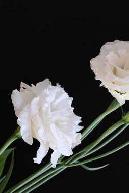 Siyah stüdyo arka planında izole edilmiş güzel çiçeklerin yakın görüntüsü, doğa konsepti