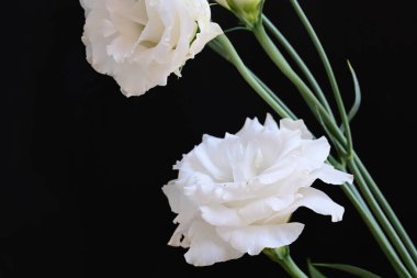 Siyah stüdyo arka planında izole edilmiş güzel çiçeklerin yakın görüntüsü, doğa konsepti