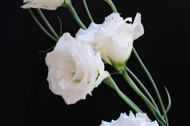 Siyah stüdyo arka planında izole edilmiş güzel çiçeklerin yakın görüntüsü, doğa konsepti